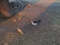 Ducks — Foto 2