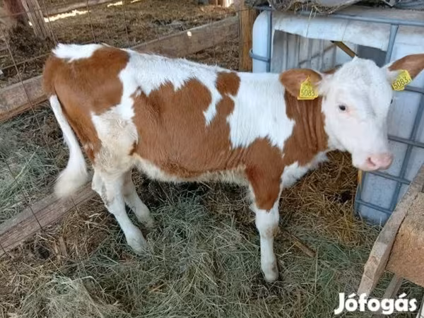 Krowa, Simmental cattle — Węgry