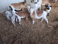Qoyunlar (partiya, cinsi göstərilməyib), Cameroon sheep — foto 4