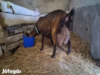 母牛, Cattle — 照片 2