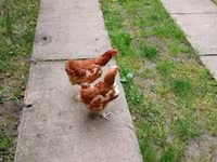 Chickens — फ़ोटो 3