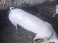 母猪, Pigs — 照片 2