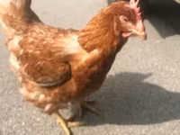 Chickens — الصورة 2