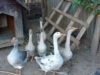 Geese — фото 1