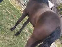 घोड़ी, Dutch warmblood horse — फ़ोटो 2