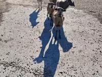 Қой, Cameroon sheep — 1-сурет