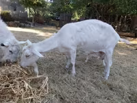 Cabra, Cabras — foto 2
