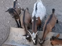 Boucs, Pomellata goat — photo 4