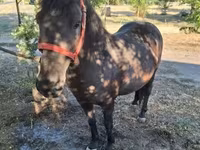 Mare, Horses — photo 2