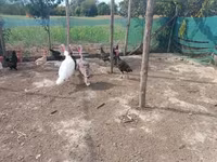Turkeys — zdjęcie 2