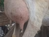 Cabro, Alpine goat — foto 7