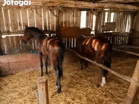 Caballo, Caballos — foto 3