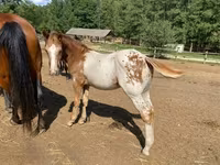 Aygʻir, Appaloosa — 3-rasm