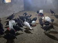 Turkeys — fotografija 3