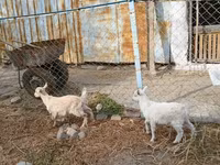 Koza, Saanen goat — fotografija 3