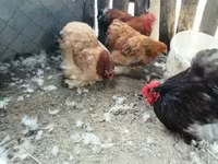 Chickens — zdjęcie 1