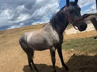 Cheval, Chevaux — photo 4