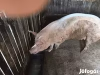 मादा सूअर, Крупная белая — फ़ोटो 2