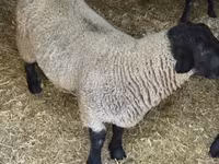 Ram, White Suffolk sheep — photo 3