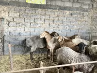 Brebis, Moutons — photo 2