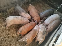Boar, Дюрок — photo 1