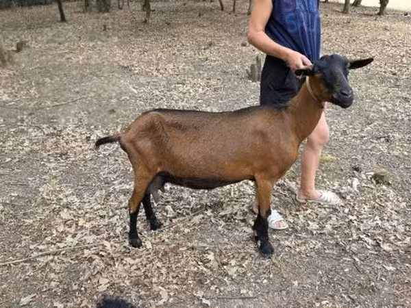 Koza, Alpine goat