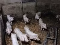 Шошқалар (топ, жынысы көрсетілмеген), Шошқалар — 8-сурет