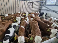 Bik, Simmental cattle — fotografija 1