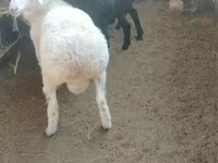 Sheep, Sheep — photo 2