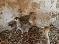 Guinea fowl — zdjęcie 1