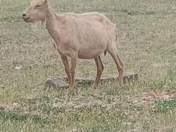 Boucs, Saanen goat