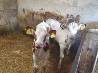 雄牛, Simmental cattle — 写真 2