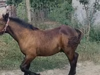 Koń, Hungarian horse breed — zdjęcie 2