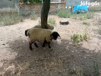 公羊, White Suffolk sheep — 照片 4