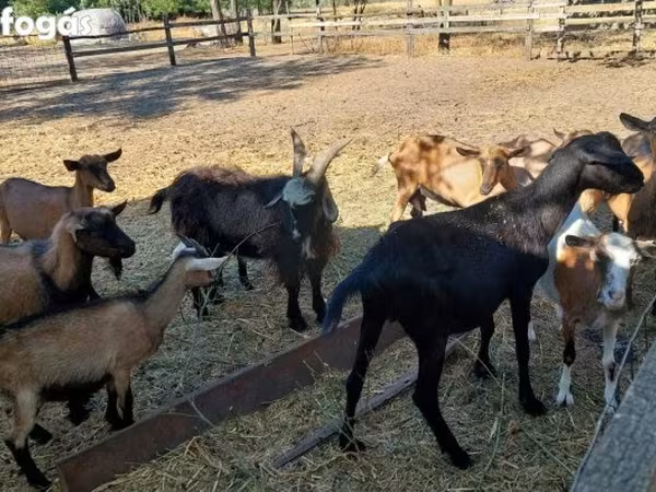 تيس, Alpine goat