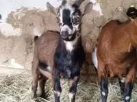 Billy Goat, Goats — photo 4
