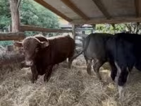 Toro, Raza Holstein — foto 2