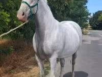 Yegua, Lipizzaner — foto 6