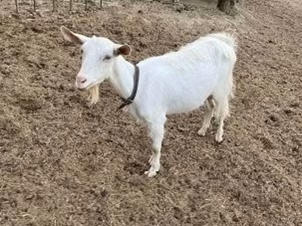 Echki, Saanen goat
