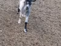 Taka, Saanen goat — 1-rasm