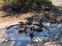 Ducks — zdjęcie 1