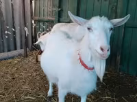 Goat, Saanen goat — photo 1