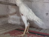 Chickens — fotografija 5