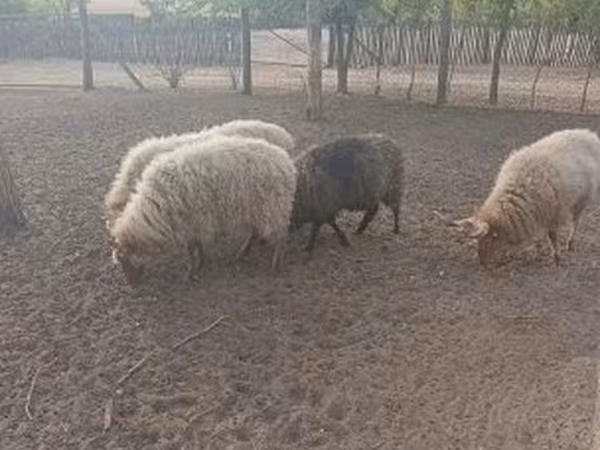 Carnero, Racka sheep