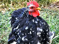 Pekinška bantam — fotografija 1