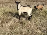 Jarac, Alpine goat — fotografija 1