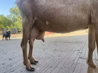 Cabra, Cabras — foto 2