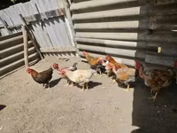 Chickens — Foto 3