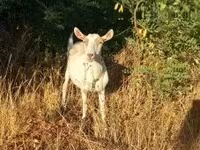 雌ヤギ, Saanen goat — 写真 2