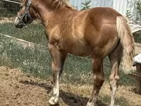 Cavalo, Cavalos — foto 2